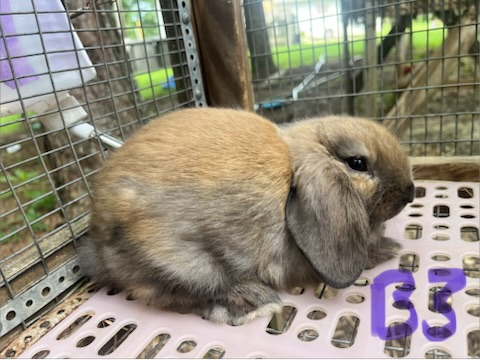 Boy 3, a baby lop bunny for sale at Hoppity Hollow Farm