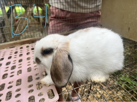 Boy 4, a baby lop bunny for sale at Hoppity Hollow Farm