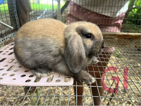 Girl 1, a baby lop bunny for sale at Hoppity Hollow Farm
