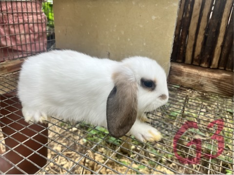 Girl 3, a baby lop bunny for sale at Hoppity Hollow Farm